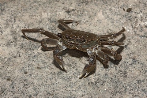 Chinese Mitten Crab