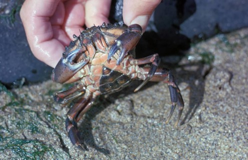 North Atlantic Beach Crab