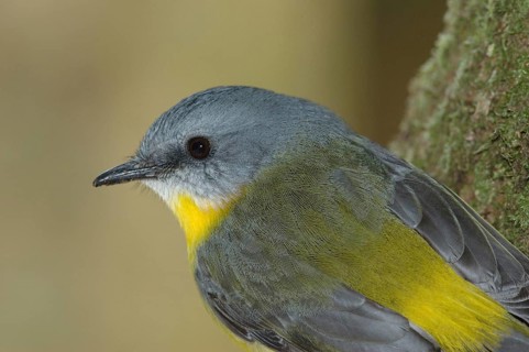 Eastern Yellow Robin