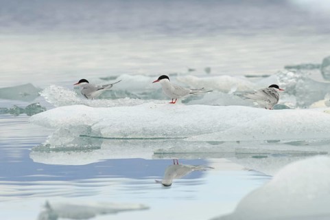 Arctic terns