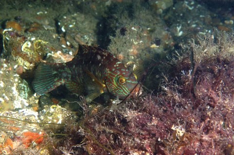 Corkwing corkwing wrasse