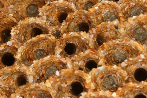 Honeycomb worm
