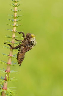 Broad-bodied Chaser adult
