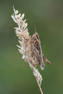 Common field grasshopper