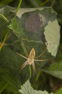 Nursery-web Spider