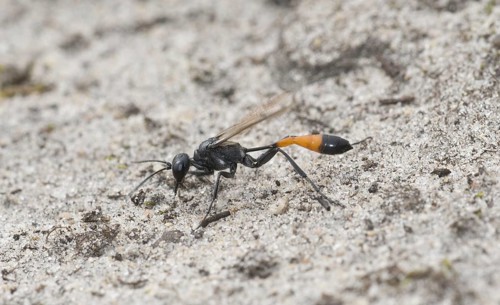 Three-phase sand wasp