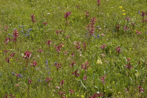 Flowering pink butterfly orchid