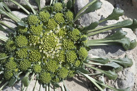 Gamocarpha