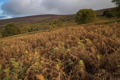 View of mixed moorland habitat