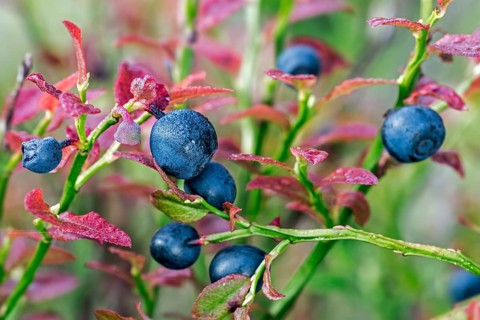 European european blueberry
