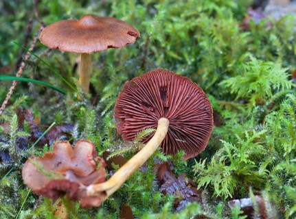 Blood-leaved skinhead