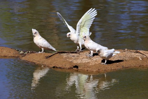 Little corella