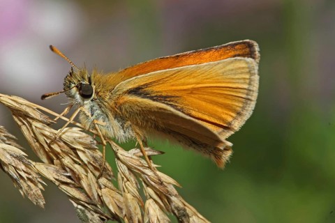 Brown Coloured Hawk Butterfly