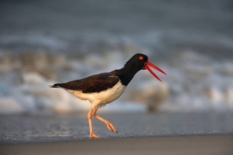American oystercatcher