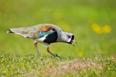 Southern lapwing