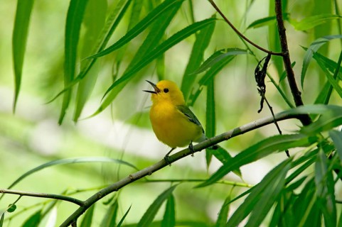 Prothonotary warbler