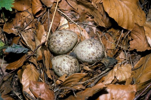 Eurasian woodcock