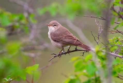 Dog Warbler
