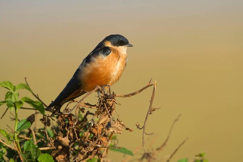 Adult Rusty-breasted Swallow