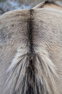 Konik Horse