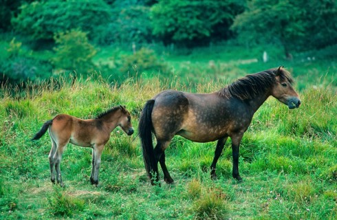 Exmoor Pony