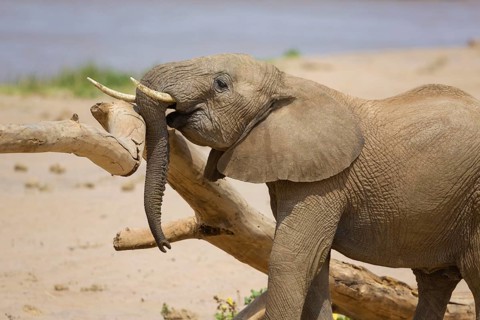 African elephant
