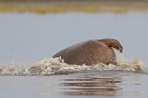 Hippopotamus