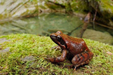 Italian stream frog