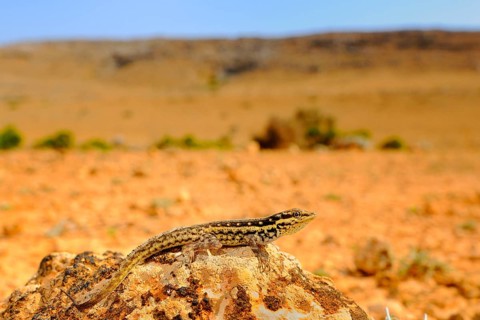 Socotra Rock Gecko