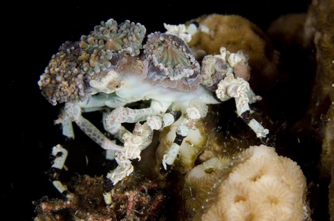 Decorator spider crab