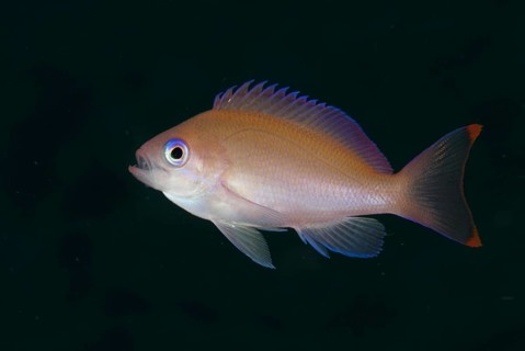 Flagfish