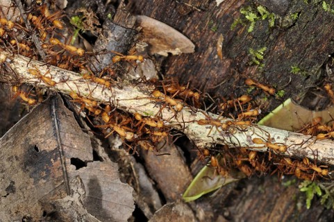 Adult red army ant