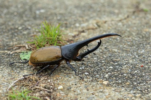 Hercules Beetle