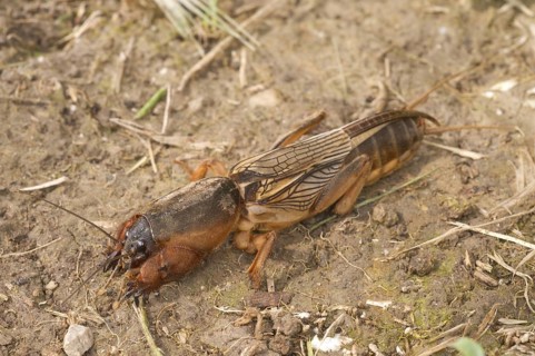 European Mole Cricket