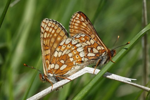 Scabiosa Fritillary