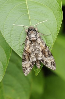 Insects