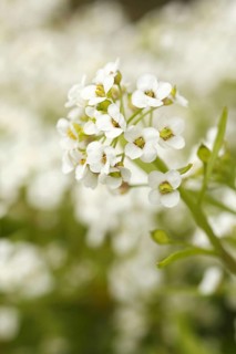 Alyssum