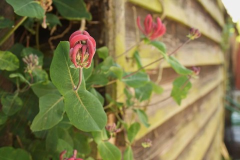 Wild Honeysuckle
