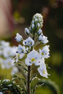 Thyme-leaved Speedwell