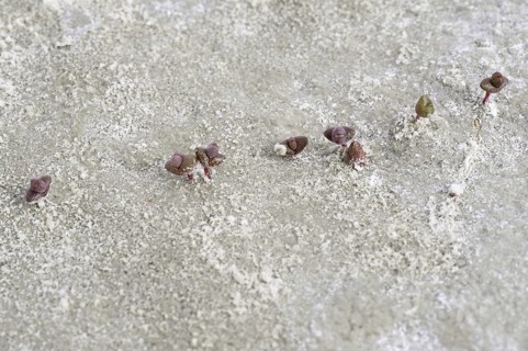 Perennial glasswort seedlings