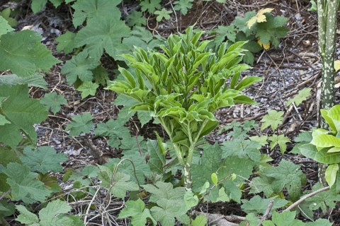 Elephant Yam