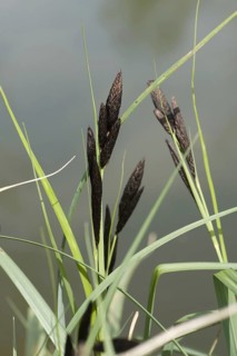 Common or black sedge