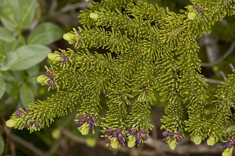 Subalpine abies lasiocarpa