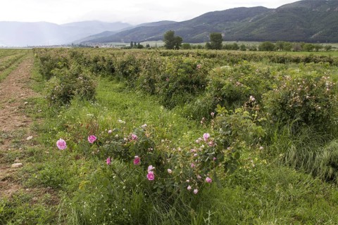 Damask rose