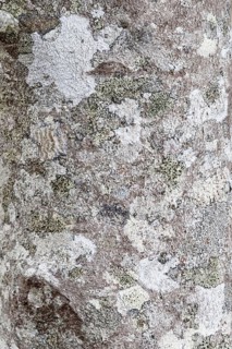 Bladdernut