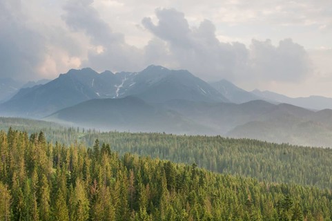 View over montane coniferous forest habitat at sunset