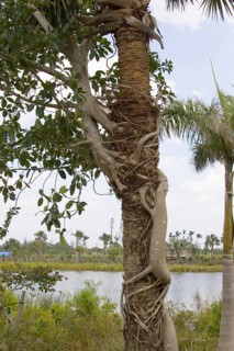 Strangler fig