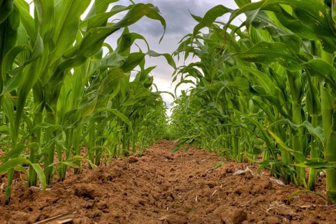 Maize