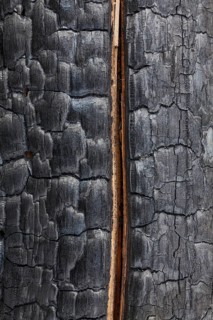 Close-up of a charred tree trunk burnt by a forest fire