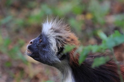 Red colobus monkey